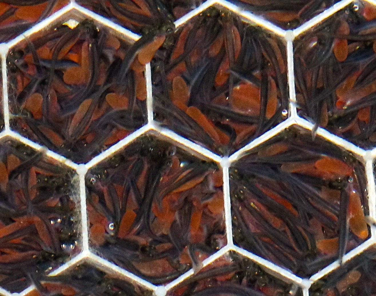CORE Foundations Provide Tiny Homes for Salmon!