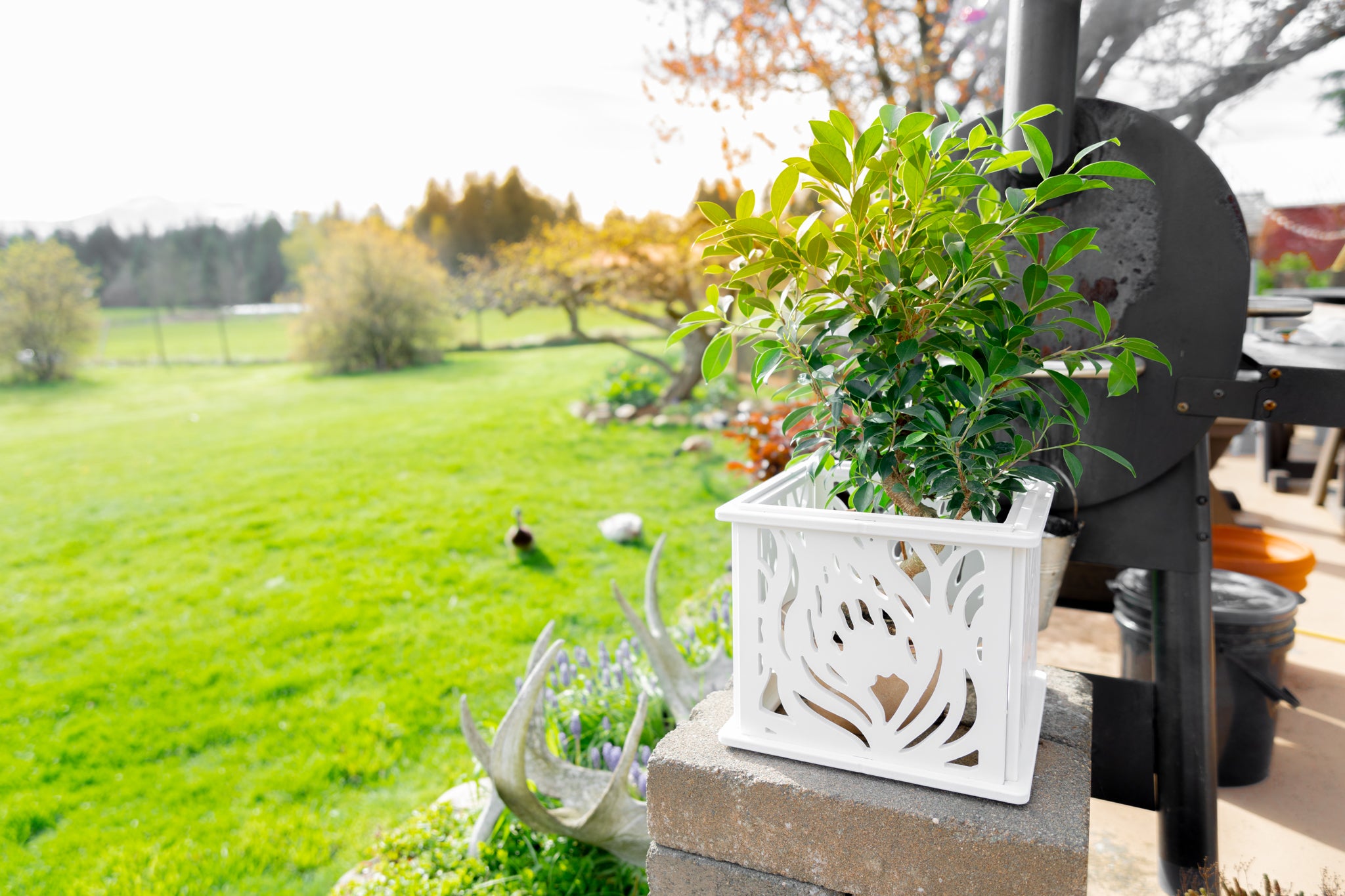 CANA Planter Box || Protea design || FREE SHIPPING