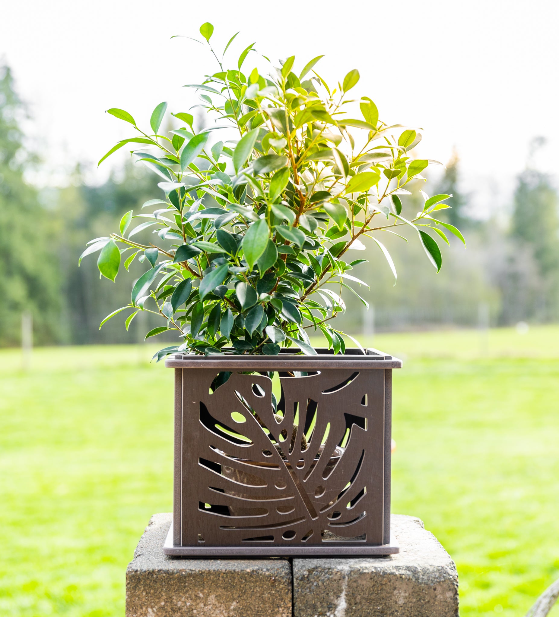 CANA Planter Box || Monstera design || FREE SHIPPING