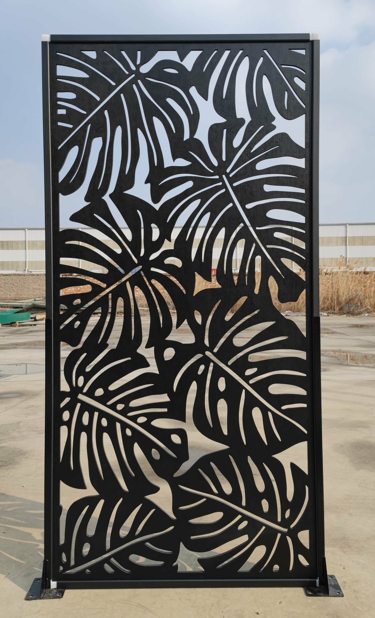 Monstera