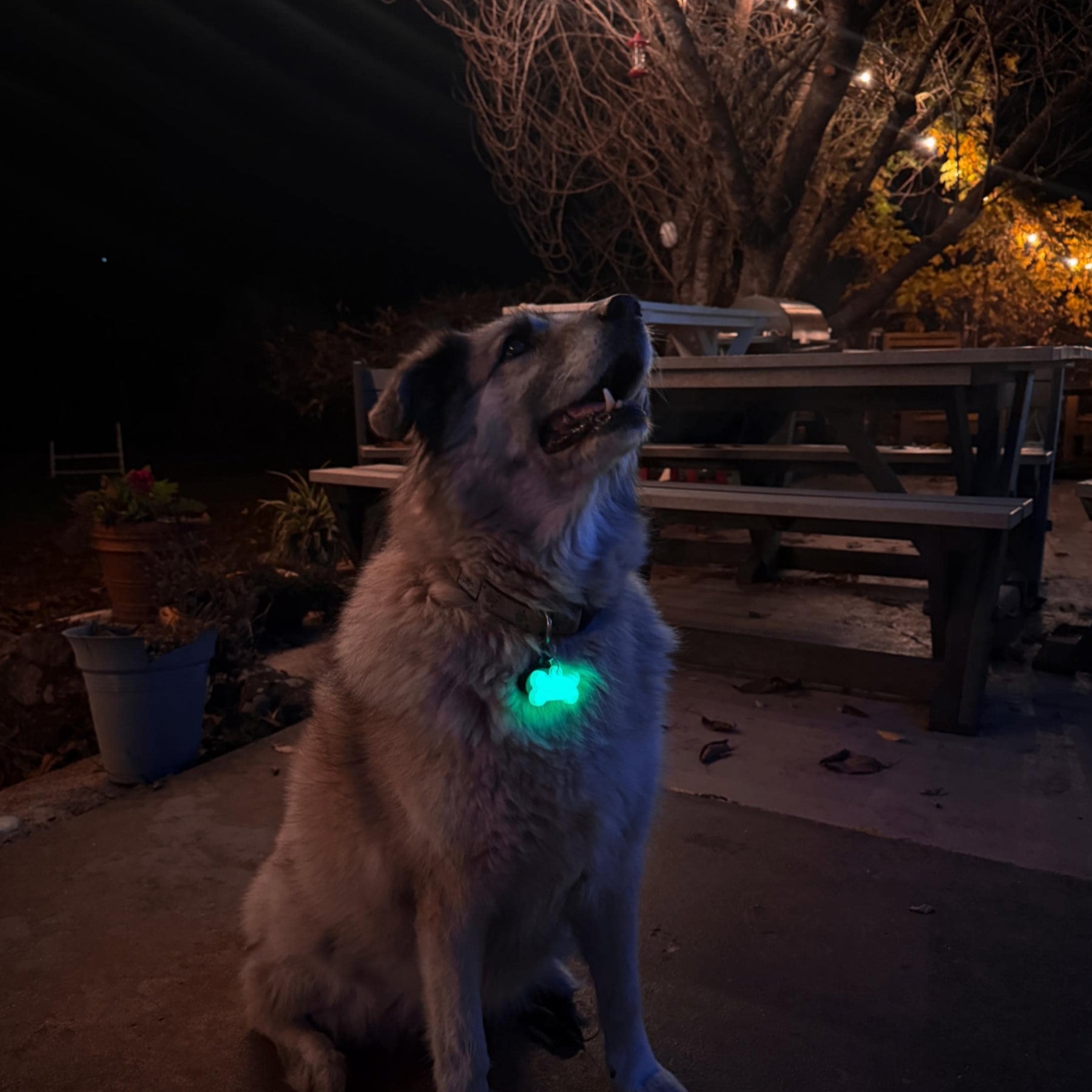 Glow Bone FREE Shipping