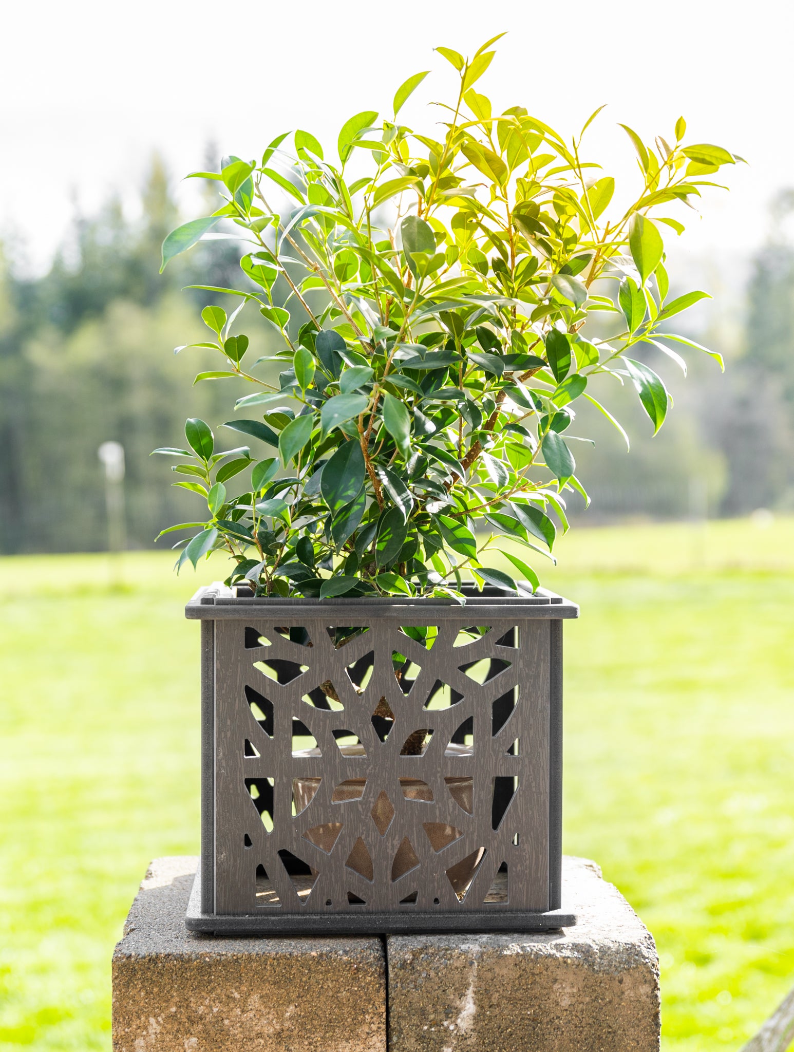 CANA Planter Box || Morocco design || FREE SHIPPING