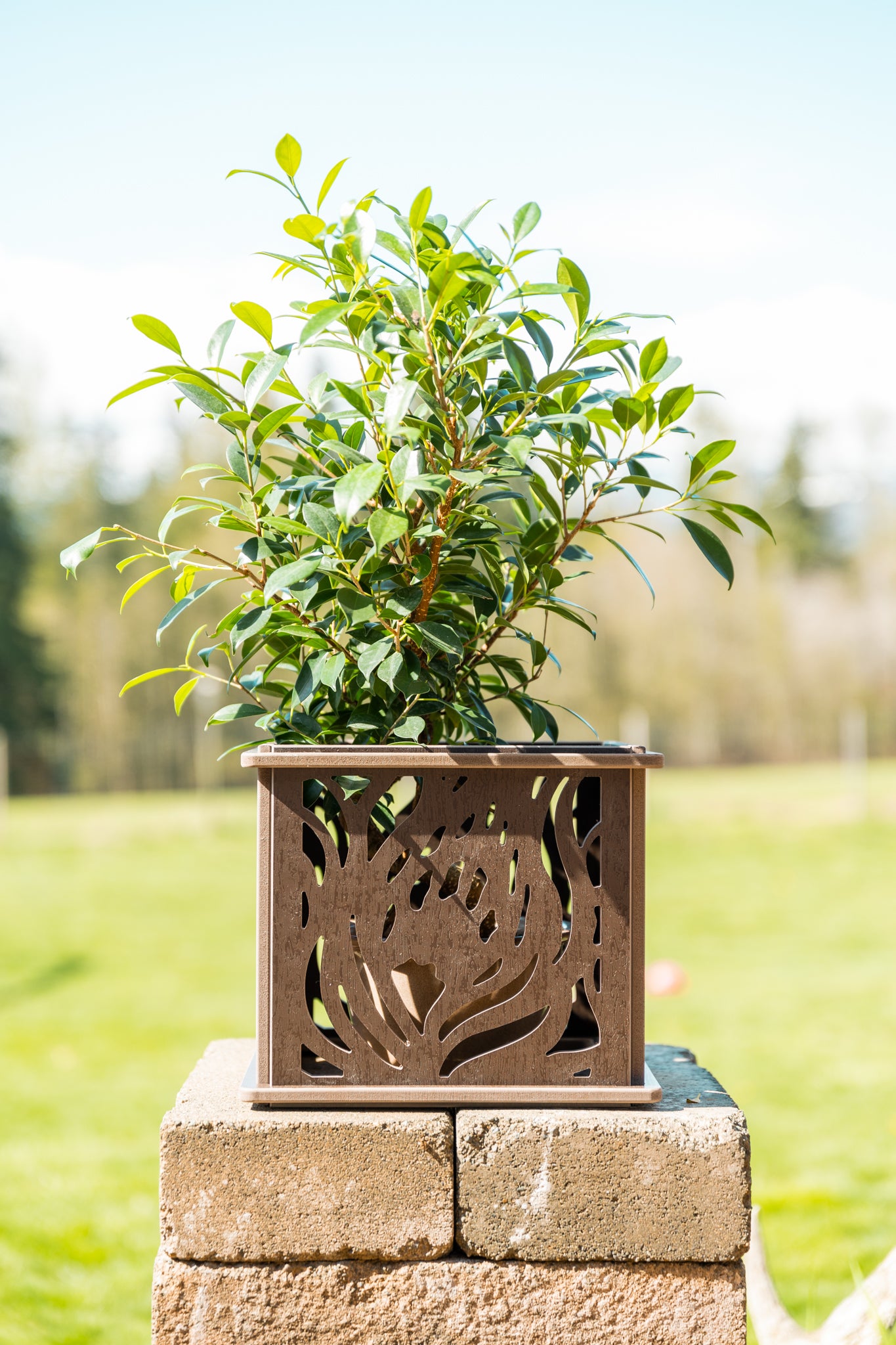 CANA Planter Box || Protea design || FREE SHIPPING